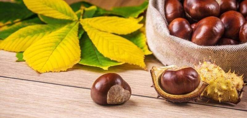 Kastanjes als bijgeloof