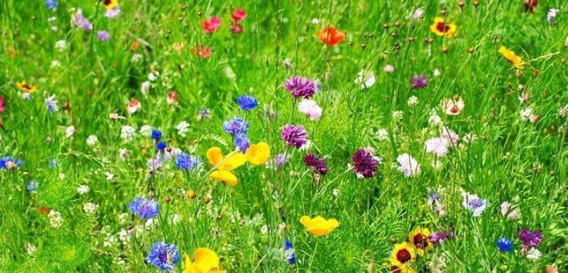 Weegbree fluitenkruid