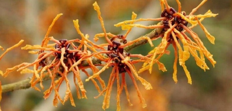 Amerikaanse hazelaar